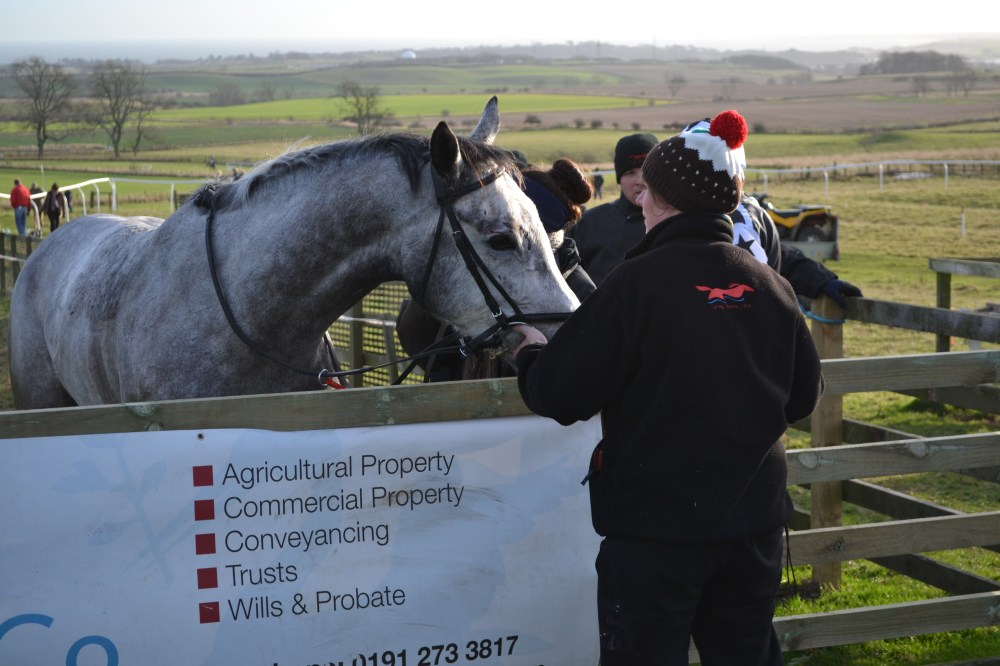 The grey mare Silver Carousel after finishing 4th in the Open Maiden (Div 1) 456&7yo race
