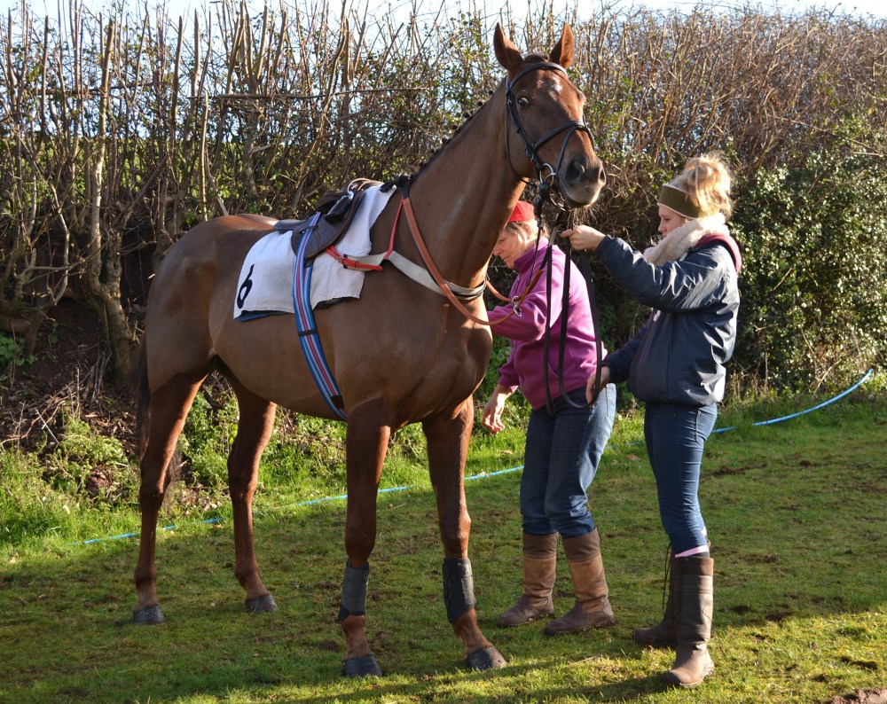 Cheekychappy is tacked up ahead of Division 2 of the Open Maiden