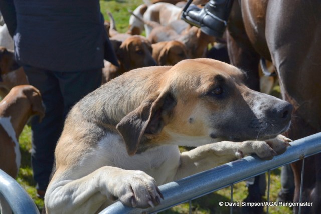 It's always nice to see the hounds at a point-to-point meeting