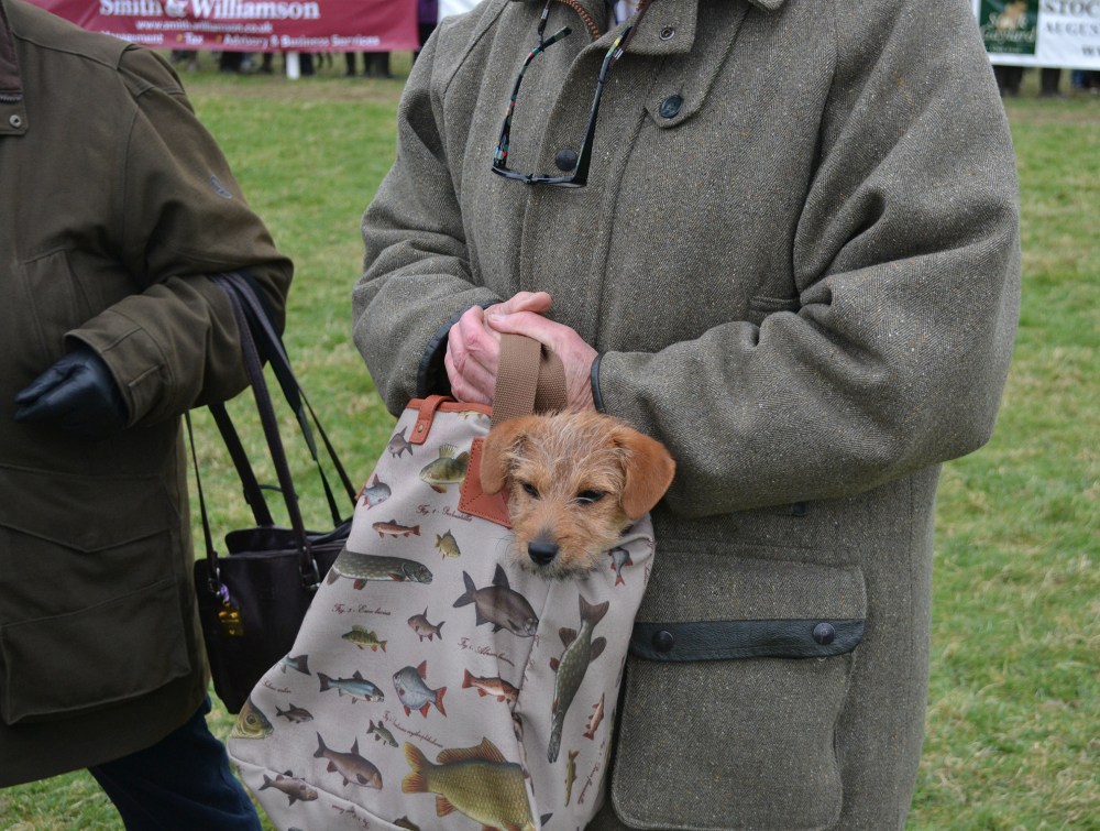 Has anyone seen a dog in the paddock?