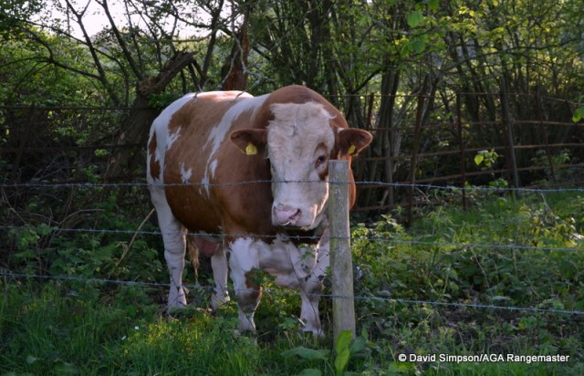 The resident bull, who seemed very unimpressed that his field had been turned into a lorry park!