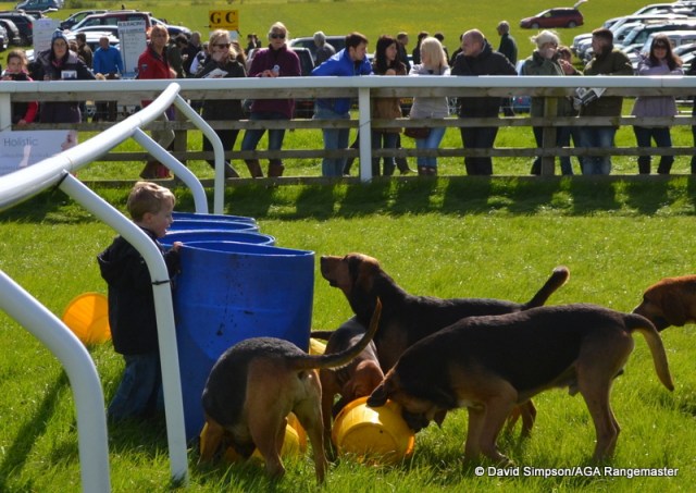 The Farmers Bloodhounds are looking for mischief!