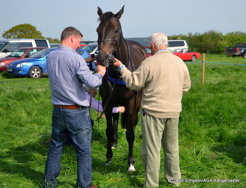 Western Goose is tacked up